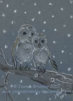 Snowy Owls